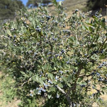 Santa Barbara Blueberries - Fruits & Veggies Near Me - Gaviota, California Santa Barbara Blueberries - Fruits & Veggies Near Me - Gaviota, California