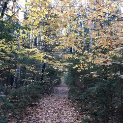 White Birches Camping Park