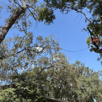 Affordable Arbor Professionals - Tree Services Near Me - Parrish, Florida Affordable Arbor Professionals - Tree Services Near Me - Parrish, Florida