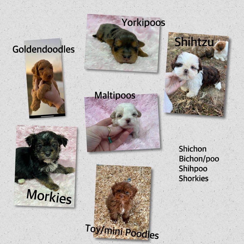 DREAM PAWS PUPPIES Updated October 2024 Lancaster, Kentucky Pet