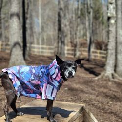 Barks and Tails Dog Park - Our sweet senior thoroughly enjoyed her visit.