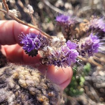 Phacelia Wildlife Sanctuary - Hiking Near Me - Lancaster, California Phacelia Wildlife Sanctuary - Hiking Near Me - Lancaster, California