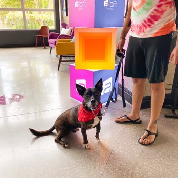 Aloft by Marriott Delray Beach - Lobby with my pupper. They also ask if they can give your dog a welcome treat. - Hotels Near Me - Delray Beach, Florida Aloft by Marriott Delray Beach - Lobby with my pupper. They also ask if they can give your dog a welcome treat. - Hotels Near Me - Delray Beach, Florida