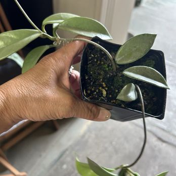 Garden Exchange - Nurseries & Gardening Near Me - Hilo, Hawaii