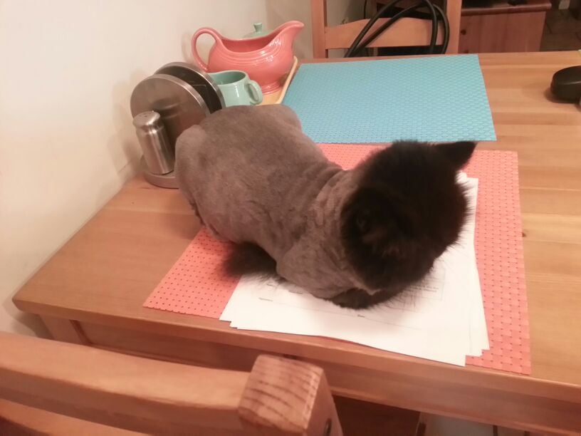 pampered paws brooklyn