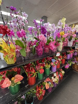 KTA Super Stores - Downtown by null