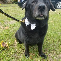 George in his dapper bowtie after his bath. George in his dapper bowtie after his bath.