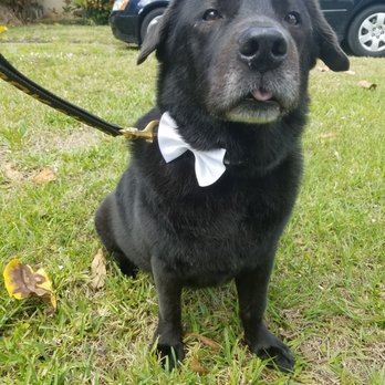 Barks & Tales Dog Spa - George in his dapper bowtie after his bath. - Pet Sitting Near Me - Miami, Florida Barks & Tales Dog Spa - George in his dapper bowtie after his bath. - Pet Sitting Near Me - Miami, Florida