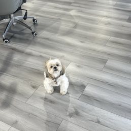 Owner's puppy