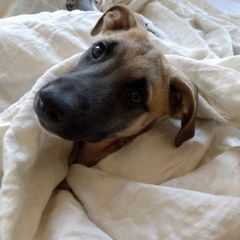 Bideawee Manhattan Adoption Center - Arrow, adopted from Bideawee - Animal Shelters Near Me - New York, New York