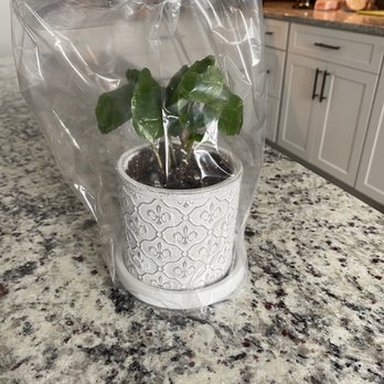 Every Bloomin' Thing - Plant - Florists Near Me - Coralville, Iowa Every Bloomin' Thing - Plant - Florists Near Me - Coralville, Iowa