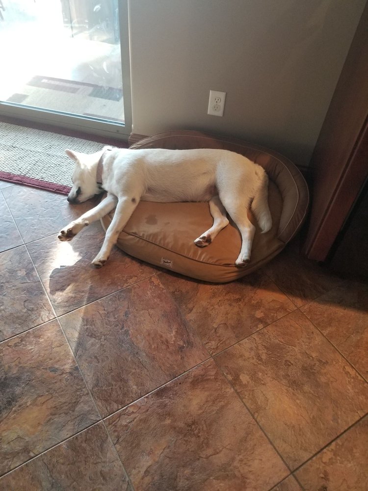 HILLTOP KENNELS 24 Photos & 13 Reviews 1403 Wilson Ave SW, Cedar