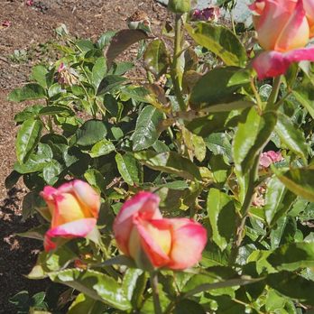 Esther Short Park - Parks Near Me - Vancouver, Washington