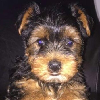Pet Land - Before - Pet Groomers Near Me - Lawndale, California