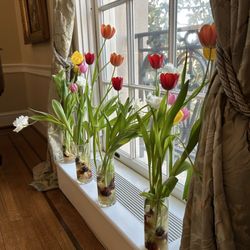 Netherlands Embassy - Tulips bulbs "forced" in water, decorating a window sill