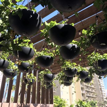 Hideout - I loved the decor and plant life here - Bars Near Me - Honolulu, Hawaii Hideout - I loved the decor and plant life here - Bars Near Me - Honolulu, Hawaii