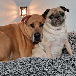 My babies who LOVE going to the Edgewood Veterinary Clinic! My babies who LOVE going to the Edgewood Veterinary Clinic!