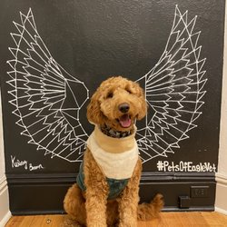 Eagle Vet - Happy and healthy!
