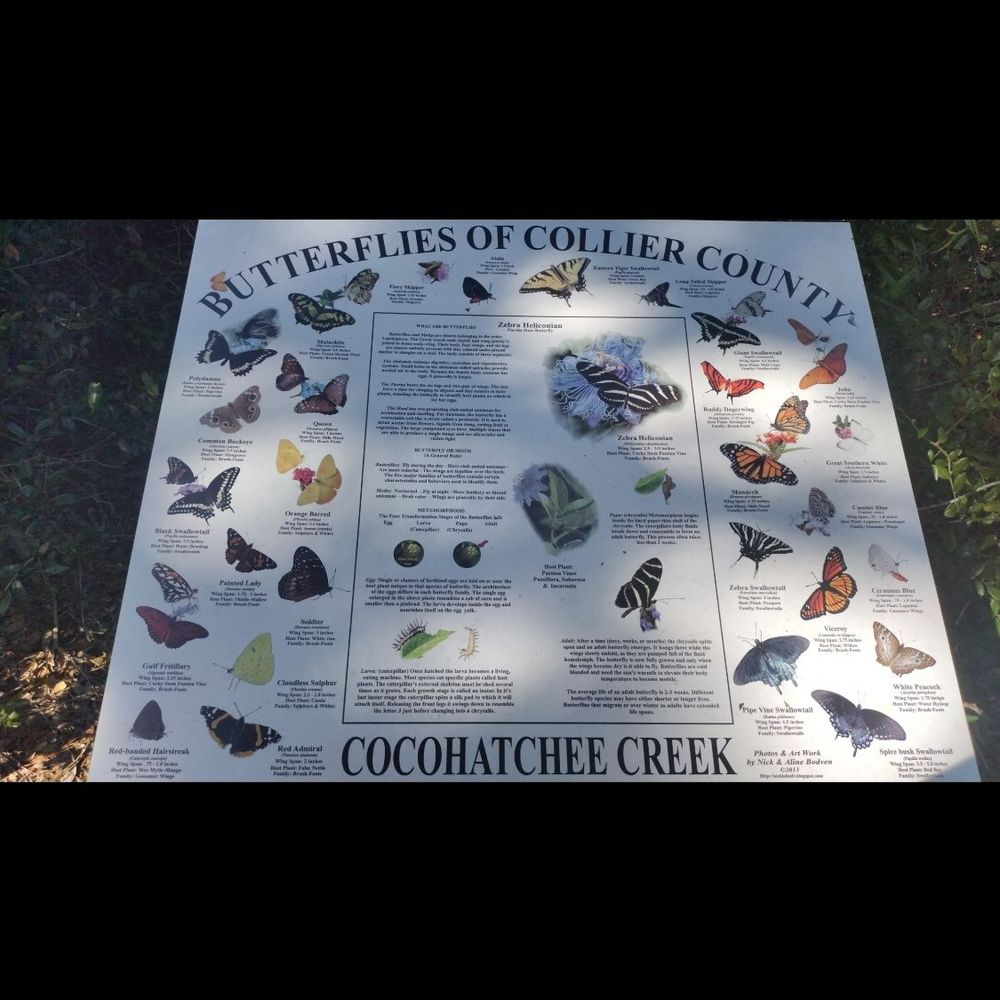 Cocohatchee Creek Preserve - Butterflies of Collier county info board - Parks Near Me - Naples, Florida