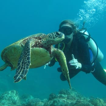 Kaimana Divers - Scuba Diving Near Me - Honolulu, Hawaii Kaimana Divers - Scuba Diving Near Me - Honolulu, Hawaii