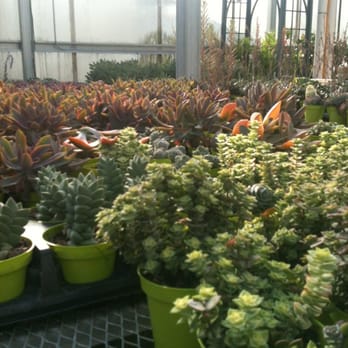 Greenworld Greenhouse - Succulent city. - Nurseries & Gardening Near Me - North Branch, Minnesota Greenworld Greenhouse - Succulent city. - Nurseries & Gardening Near Me - North Branch, Minnesota