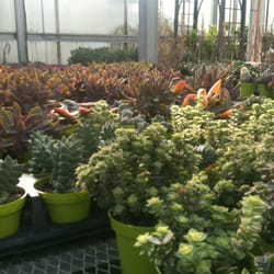 Greenworld Greenhouse - Succulent city.
