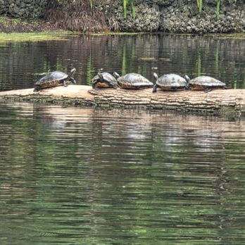 Silver Springs State Park - Tours Near Me - Silver Springs, Florida