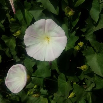 The Flower Fields - Venues & Event Spaces Near Me - Carlsbad, California