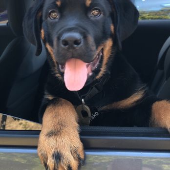 Dexter's Deli - Drako is stoked on his new treats from Dexter's Deli! - Pet Stores Near Me - Carlsbad, California Dexter's Deli - Drako is stoked on his new treats from Dexter's Deli! - Pet Stores Near Me - Carlsbad, California