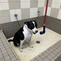 Before his bath Before his bath