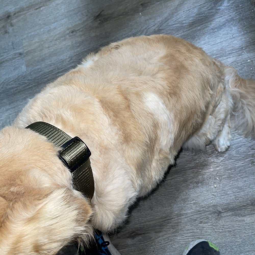 PetSmart - Pet Training Near Me - Mira Loma, California