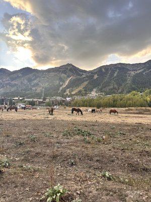Teton Thai Teton Village by null
