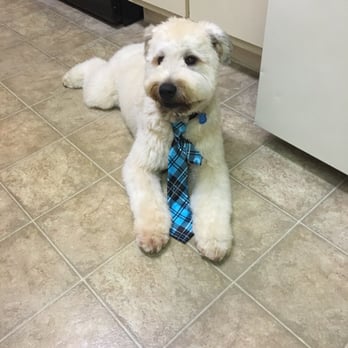 Befur and After - Soft Coated Wheaten Terrier Riley.. Happy Befur & After Customer.. - Pet Groomers Near Me - Kennesaw, Georgia