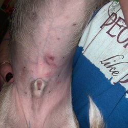 bark and paws  Pet Grooming