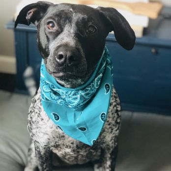 CityVet - Spring - Smokey loves Dr. Summers and the whole CityVet family! - Veterinarians Near Me - Spring, Texas