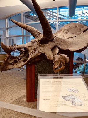 University of California Museum of Paleontology by null