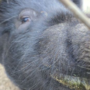 Olive The Parkrose Pig - Attraction Farms Near Me - Portland, Oregon Olive The Parkrose Pig - Attraction Farms Near Me - Portland, Oregon