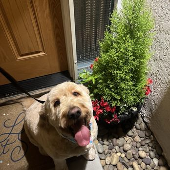 A Dogs Day Grooming - Benny, say "cheeeese" - Pet Groomers Near Me