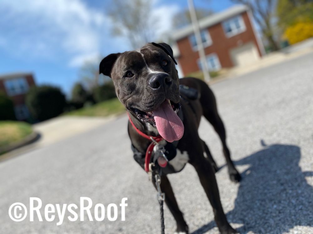 Rey's Roof - pet boarding facility in Baltimore, MD