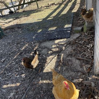 Historic Oak View County Park - Chickens! - Parks Near Me - Raleigh, North Carolina Historic Oak View County Park - Chickens! - Parks Near Me - Raleigh, North Carolina