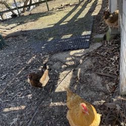 Historic Oak View County Park - Chickens!