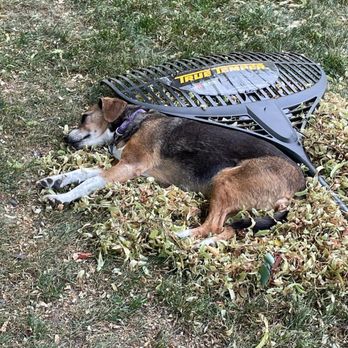 Hanai Pet Cremation - She loved her yard! - Pet Cremation Services Near Me - Rochester, Minnesota