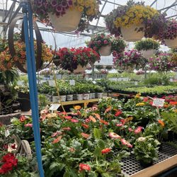 Wayside Greenhouse - Lots of healthy annuals
