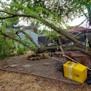 Urban Timber Tree Service - Section of the trimmed tree that fell - Tree Services Near Me