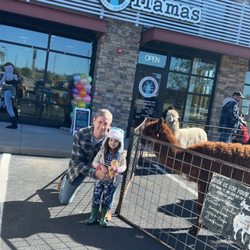 Sugar Llamas - Grand opening with llamas!
