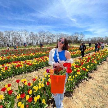 Wicked Tulips Flower Farm - Pick Your Own Farms Near Me - Preston, Connecticut Wicked Tulips Flower Farm - Pick Your Own Farms Near Me - Preston, Connecticut