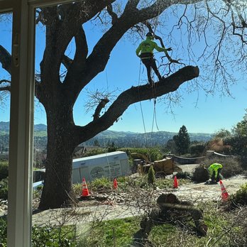 Sycamore Tree Service - Tree Services Near Me Sycamore Tree Service - Tree Services Near Me