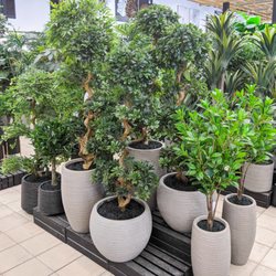 Silk Plant Warehouse - UV-Infused Trees!