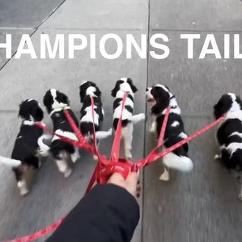 Champions Tails - Dog Walkers Near Me Champions Tails - Dog Walkers Near Me