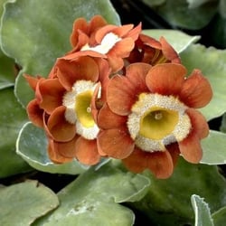 Horizon Nurseries & Landscaping